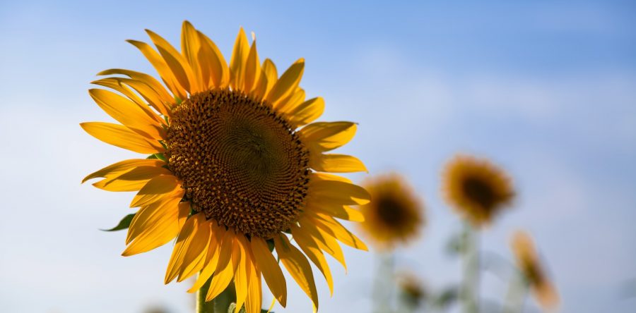 2022年度第1回定時総会